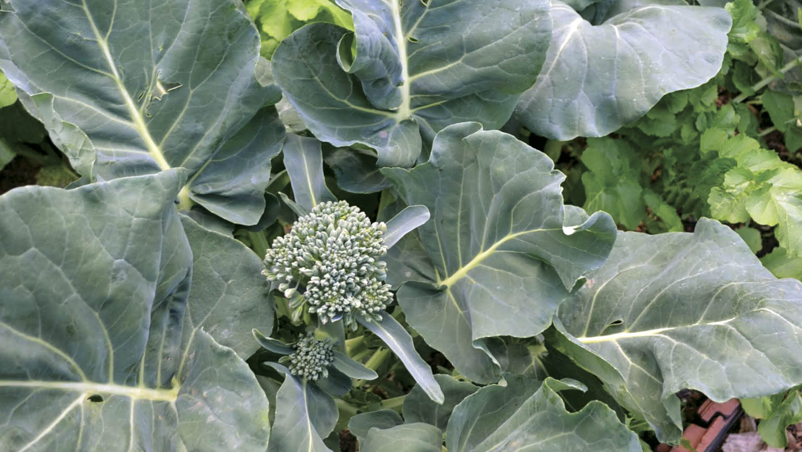 For an optimal harvest, broccoli should be planted after the extreme heat of summer.
